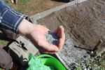 Pulling crimson clover seed from a bucket to throw on top of soil.