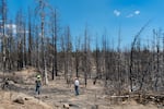 Green Diamond’s Justin Kostick, left, and John Davis look over dead trees on one of Green Diamond’s Klamath Basin properties, June 29, 2023. The 2021 Bootleg Fire killed all the trees in this area owned by the Seattle-based timber company. Starting in January 2022, the area was salvage logged and then replanted with lodgepole pine, ponderosa pine and white fir in the spring of 2023. 