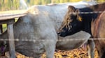 Rancher Ted Birdseye's cows will spend the winter on the Mill-Mar ranch. Birdseye has lost eight calves to the Rogue Pack so far.