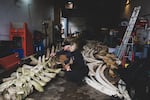 An undated provided photo showing Frank Hadfield of Dinosaur Valley Studios, left, and Lisa Ballance of OSU's Marine Mammal Institute examining the skeleton of a blue whale. The whale washed ashore in 2015.