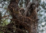 A Great Grey Owl on her nest, high in a tree.