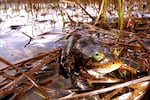 Oregon spotted frog.