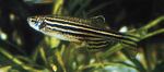 Zebrafish are the primary research organism for Oregon State University's exploration of alternatives to traditional testing on chemicals' risks to the environment and human health.