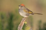 A green-tailed towhee songbird.