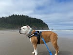 Veterinarian Stacy Montgomerie's dog Stella at the Oregon Coast in July 2022. Montgomerie is the hospice veterinarian at DoveLewis, and has a personal understanding what the families of her patients are going through, "When my dog died, I needed to grieve that as if she were my child."