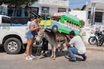 The owners of this donkey strap a model of a Colombian bus on top of their donkey for the costume competition.