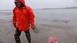 Shrimper and clammer Seth Smith harvests cockles from a mudflat in Coos Bay.