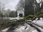A large tree blocks Bybee Road which connects Eastmoreland and Sellwood in Portland on Monday. Nearly every block in Woodstock and Eastmoreland has tree limbs and power lines down as thousands remained without power.