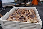 FILE - A bin full of Dungeness crabs on the pier in Newport on Jan. 27, 2026.