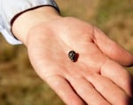 PSU student Jenna Jula finds a drop of melted glass. It could provide evidence of historical glass manufacturing in the area, or it could be from a burned trash pile.