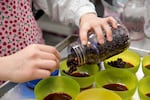 Cloe McMichael prepares trays of huckleberries, a sacred first food for Northwest tribes, for the Confederated Tribes of the Umatilla Indian Reservation winter solstice feast on Dec. 21 in Mission, Ore.