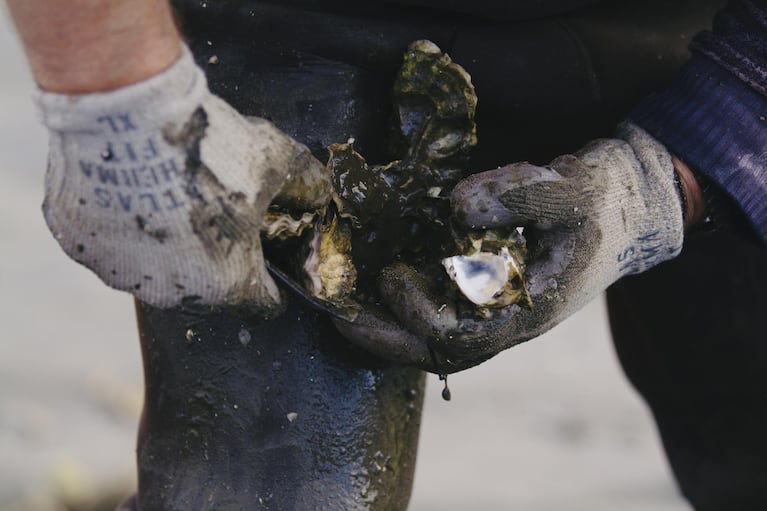 Mark Wiegardt breaks apart oysters that have grown in clumps. The oyster’s defensive shells are now proving to be their greatest weakness against ocean acidification, which dissolves their calcium carbonate exoskeleton as it begins to develop. 