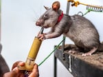 A juvenile African giant pouched rat is rewarded with an avocado and banana smoothie after he successfully identified the targets during a landmine detection exercise at the Apopo training center in Morogoro, Tanzania. The rats use their acute sense of smell to detect explosives buried underground.