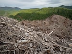 A clear-cut forest in Oregon’s Coast Range Forest. Recent research and analysis has shown that industrial logging practices impact both water quality and quantity. In Oregon’s Coast Range, stream flow was found to decrease by 50% on tree plantations that were cut on 40- to 50-year rotations.