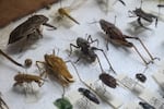 Samples of insects that agricultural specialists look for when inspecting flowers for harmful pests are seen at Miami International Airport in Miami, Florida, on February 7, 2024.