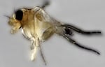 This is the parasitic "zombie" fly that developed from a maggot that crawled out of the dead honeybee that professor Ramesh Sagili found on the Oregon State University campus in Corvallis.