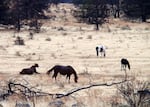 Wild horses graze on the Warm Springs reservation in Central Oregon. 