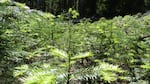 Conifer seedlings resprouting after a fire in the Rogue River Siskiyou National Forest. New research suggests that downed wood and branches can help conifer seedlings. 