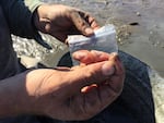 A baby mud shrimp small enough to rest on the tip of a finger.