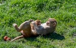 FILE - Japanese macaques at OHSU’s Oregon National Primate Research Center in Beaverton, Ore., April 17, 2025. 