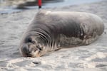 An elephant seal pup is doing well after being stabbed multiple times on a beach in Neskowin, Oregon on March 16, 2025. NOAA's Office of Law Enforcement is investigating the stabbing.