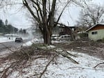 Fallen tree limbs strewn across a yard in south Eugene, Ore., Wednesday, Jan. 17, 2024. City of Eugene work crews are responding to hundreds of calls of downed trees and limbs following an ice storm.