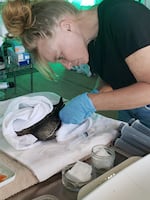 Lana Battaglia injects fluids into the leg of a very sick American Wigeon.