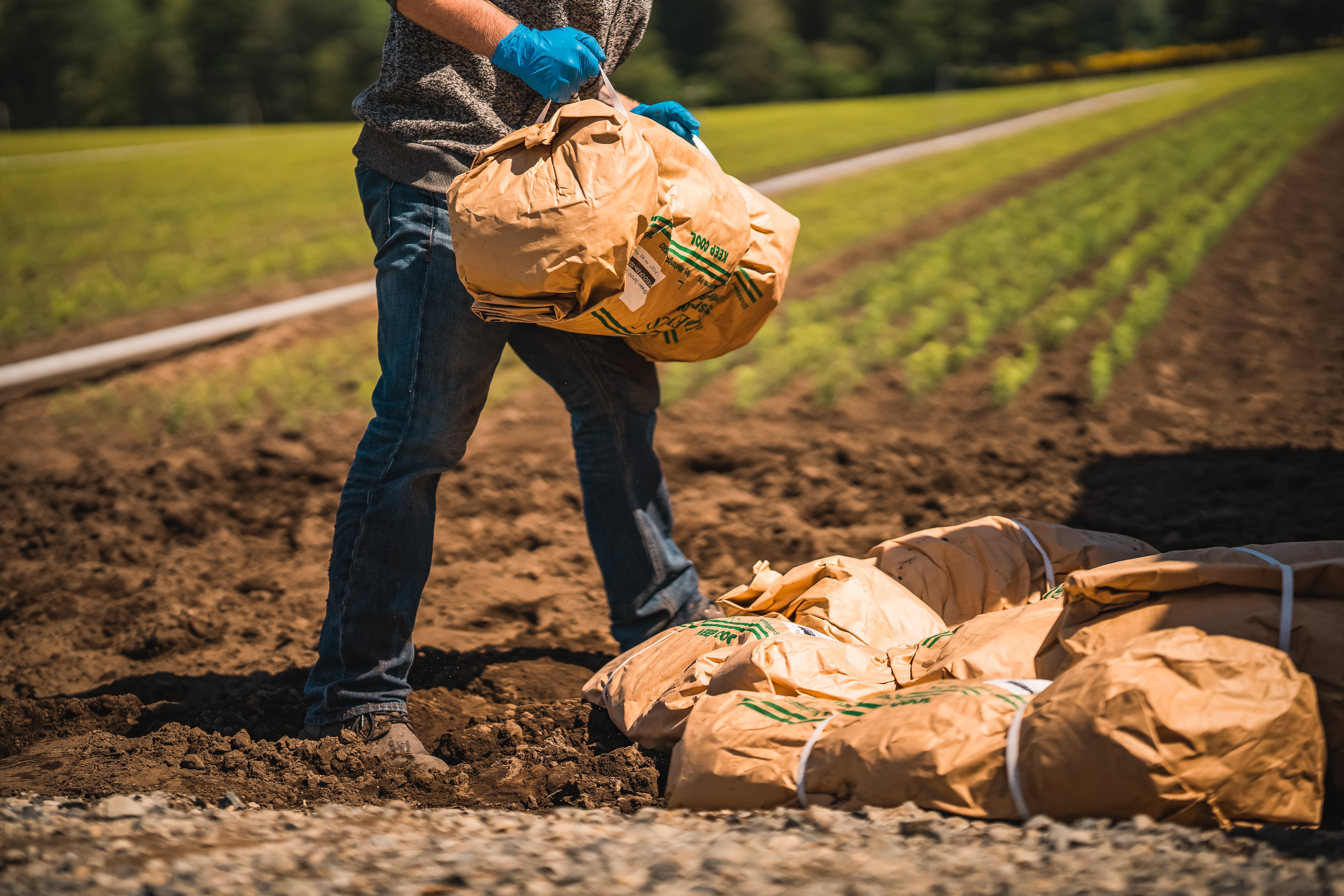 Undated photo of a Mast Reforestation employee packing and moving seedlings at Silvaseed's seedling assembly line in Roy, Wash.