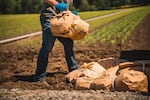 Undated photo of a Mast Reforestation employee packing and moving seedlings at Silvaseed's seedling assembly line in Roy, Wash.