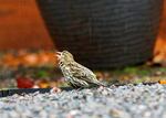 A sick pine siskin is pictured in an undated file photo.