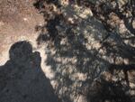 A photo shows the eclipse projected through the spaces between leaves, taken on August 21, 2017 in Glendo, Wyo.