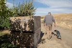 Richard Blaine walks through his orchard in Sundale, Wash., Monday, Oct. 7, 2019. A number of financial forces, including tariffs, forced the family to file for Chapter 12 bankruptcy protection.