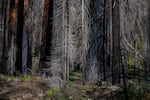 Smaller pines and other trees, killed in California's extreme droughts, acted as kindling in recent wildfires, fueling the intense burning.