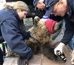 Montana officials immobilization and processing a male grizzly bear that they're transporting to a remote location. The 3-year-old bear had been wandering close to homes and eating bird seed and garbage.