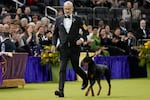 Penny, a doberman pinscher, is guided Southwest Washington resident Andy Linton in the Best in Show judging of the 150th Westminster Kennel Club Dog Show, Tuesday, Feb. 3, 2026, in New York.