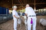 Dene Engeman, left, from Marcola, Oregon, stands with her champion Saanen goat. She's shown for 40 years. "I love goats. They're intelligent. They're curious. They're mischievous. They keep me out of trouble," she said. "I can't sit in my old lady chair and die."