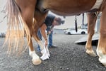 Happy Canyon Night Show participant Ashleigh Wolf cleans Beau's hooves before a rehearsal on Sept. 10, 2026, at the Happy Canyon arena in Pendleton, Ore.