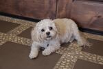 Republican gubernatorial candidate Knute Buehler's dog, Lily, at his home in Bend. 