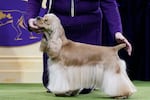 A Cocker Spaniel competes in the sporting group competition during the 149th Westminster Kennel Club Dog show, Tuesday, Feb. 11, 2025, in New York. (AP Photo/Julia Demaree Nikhinson)