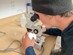 Owen Fewell looks at a sample of water in the lab, trying to identify zooplankton, Aug. 20, 2026.