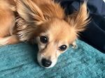 Bella loves naps, eating as many treats as possible, and snuggling under a blanket to watch as much TV as possible. She prefers humans over dogs, and her human is NPR reporter Jonathan Franklin