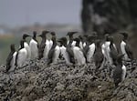 Common murres can be found in clusters along Oregon's coast, particularly in Newport.