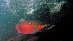 A coho salmon makes its way up Cedar Creek on its way to the Sandy fish hatchery.