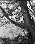 Target on Mulberry Tree, Hanford Reach, Washington.
In 1990 two scientists sent jars of Mulberry Jam made from berries collected along the Hanford Reach to U.S. Secretary of Energy James Watkins and Washington Gov. Booth Gardner. The jars of jam, believed to be contaminated with radioactive Strontium 90, a byproduct of nuclear weapons production, was marked "Radioactive - Do Not Eat."  The jars were accompanied by a note from the senders, Norm Buske and his wife, Linda Josephson, which read "This mulberry jam is a token of the future hazard of unidentified, uncontained and unmanaged radioactivity at Hanford.’’
Copyright Robbie McClaran, from "The Great River of the West"