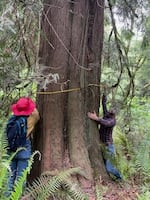 Anna Kaufman and Avi Goldshmidt of the North Coast Communities for Watershed Protection measure a cedar tree within the boundaries of the Davis Ridge timber sale.