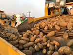 FILE - A worker in the Columbia Basin helps sort Northwest potatoes at harvest in 2018.