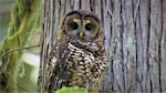 A northern spotted owl in the old growth forest of Oregon