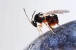 Researchers at Oregon State University recently won permission to use a species of parasitic wasp to control the population of an invasive fruit fly that causes hundreds of millions of dollars worth of damage to agricultural crops in Oregon and the rest of the U.S.