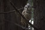 Barred owls, native to the eastern side of the U.S., have slowly made their way over to the west. In January 2025, five Northwest conservation groups joined the federal government in defending a program to kill barred owls to protect the threatened northern spotted owl.