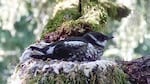 The presence of federally protected marbled murrelet is ratcheting up the debate over the sale of state forestlands to private timber companies.